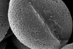 Cuscuta subinclusa; CA, U.S.A./Dudley/1653/DS