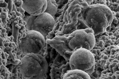 Cuscuta subinclusa; CA, U.S.A./Dudley/1653/DS