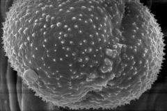 Cuscuta tasmanica; Australia/Barker/s.n./CANB