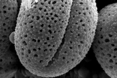 Cuscuta tinctoria; Mexico/Palmer/87/S