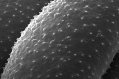 Cuscuta umbellata; Mexico/Moran/24758/SD