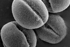 Cuscuta umbellata; Mexico/Moran/24758/SD