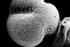 Cuscuta umbellata var. reflexa; AZ, U.S.A./Felger/92-707/CAS