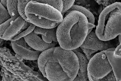 Cuscuta umbrosa; UT, U.S.A./Jones/s.n. Aug 20, 1880/CAS