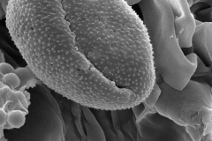 Cuscuta veatchii; Mexico/Rebman/3189/SD