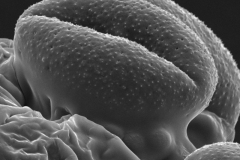 Cuscuta veatchii; Mexico/Rebman/3189/SD