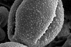 Cuscuta victoriana; Australia/Cowie/9624/CANB