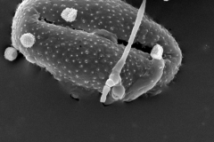 Cuscuta werdermanni; Chile/Werdermann/880/G