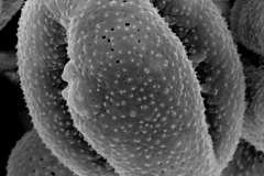 Cuscuta xanthochortos var. carinata; Paraguay/Billiet & Jadin/3294/MO