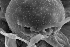 Cuscuta xanthochortos var. lanceolata; Paraguay/Zardini & Villate/46371/WLU