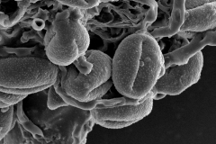 Cuscuta yucatana; Mexico/Nee & Taylor/29575/MO