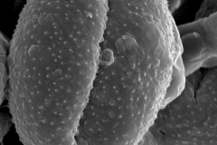 Cuscuta yucatana; Mexico/Nee & Taylor/29575/MO