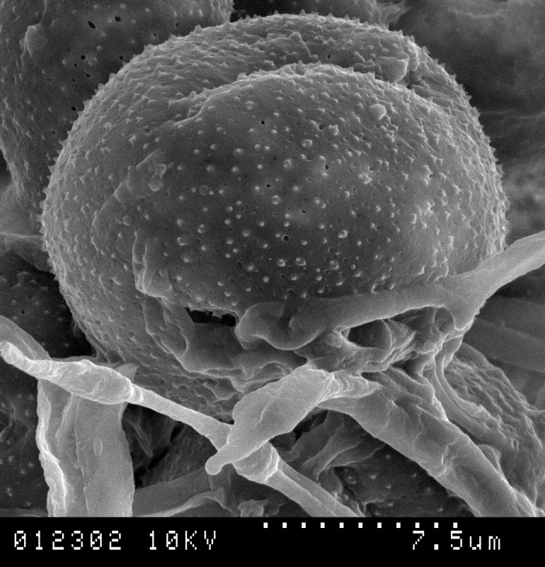 Cuscuta xanthochortos var. lanceolata; Paraguay/Zardini & Villate/46371/WLU