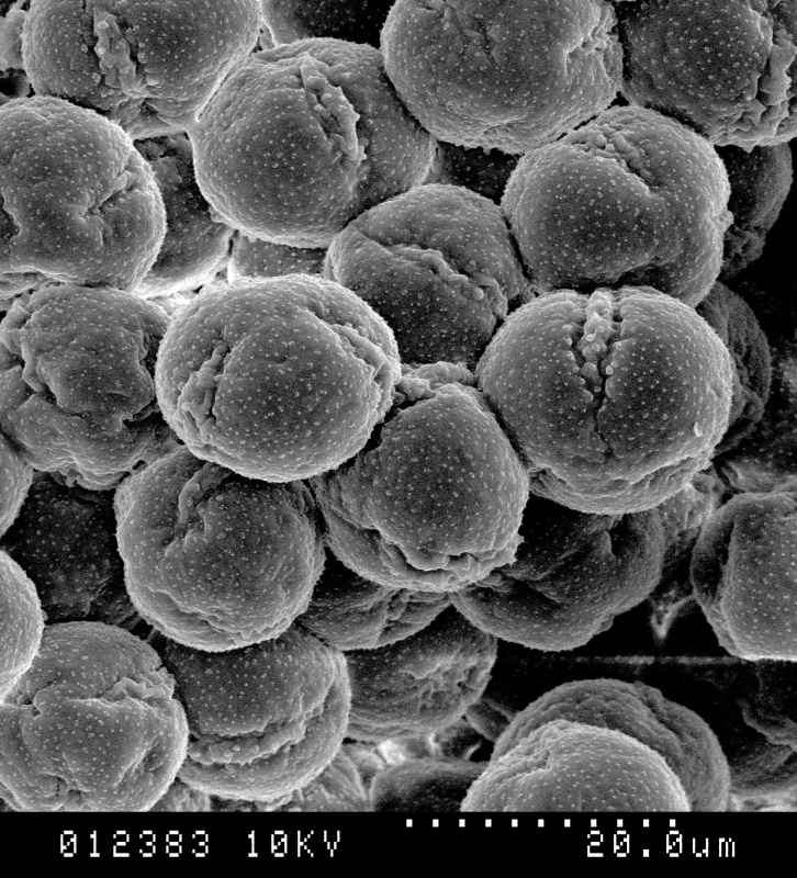 Cuscuta xanthochortos; Argentina/Azbo et. al./6953/MO