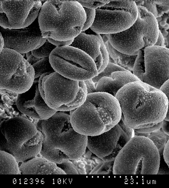 Cuscuta xanthochortos; Argentina/Azbo et. al./6953/MO