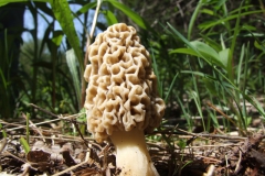 Morchella esculenta