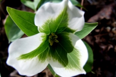 Trillium grandiflorum infected with mycoplasma