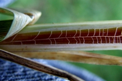 Inside the sheath of Carex stricta