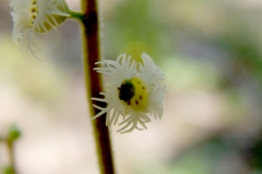 Mitella diphylla (Two-leaved bishop's cap)