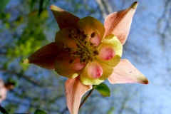 Aquilegia canadensis (Columbine)