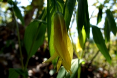 Uvularia grandiflora