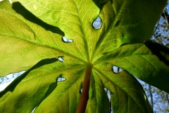 Under the Mayapple leaf (Podophyllum peltatum)
