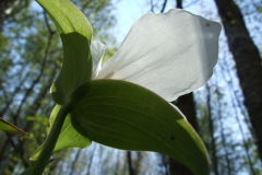 White trillium listening to the forest