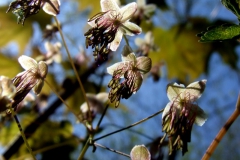 Thalictrum dioicum (male) flowers