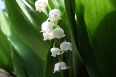 Lilly-of-the-valley (Convallaria majalis): nice and with cardiac glycosides