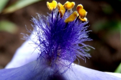 stamens of Tradescantia