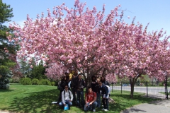 under the national tree of Japan (Prunus serrulata, Japanese cherry)