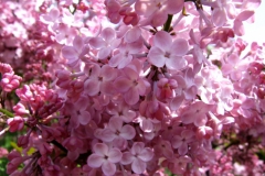 lilac; Syring vulgaris