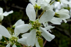 Amelanchiar spp.