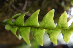 young leaf of Polypodium virginianum