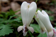 Dicentra canadensis