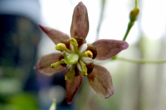 Caulophyllum thalictroides -- Blue chohosh --a herbal remedy not to be taken casually!