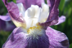 Iris spp., Guelph Arboretum