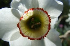 Narcissus poeticus, Guelph Arboretum