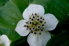 Cornus canadensis