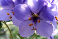 Phacelia tanacetifolia