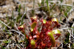 another Drosera