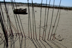 Army-like aligned stems of Juncus balticus on the beach at Singing Sands