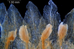 corolla lobes & anthers detail