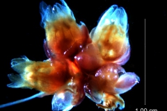 flower cluster