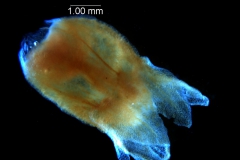 flower with calyx removed