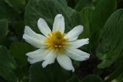 Caltha leptosepala