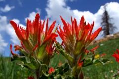 Castilleja applegatei