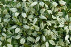 Veratrum californicum