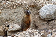 worried marmot