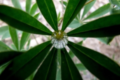 water pearl on Lupinus leaf